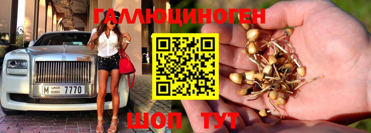 Лениногорск  Псилоцибиновые грибы Psilocybe  Вход с VPN 